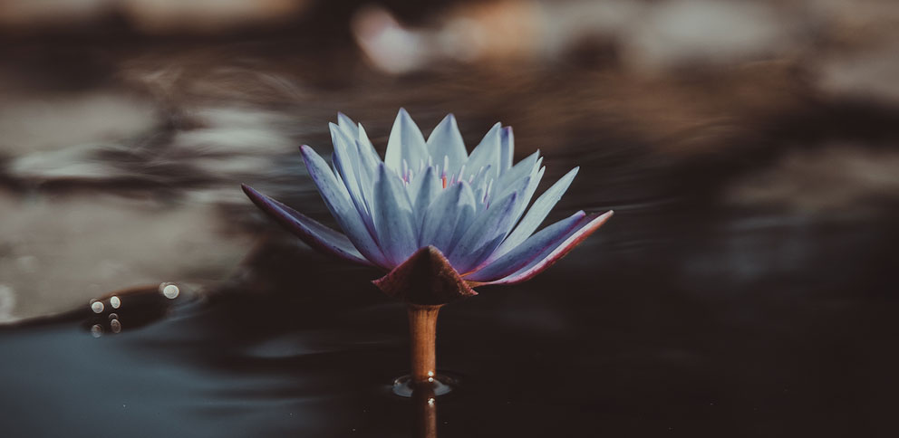 The sense of sight of a lilly on a pond can bring you calm